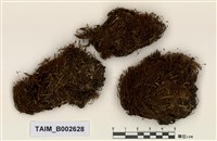 藏品(石毛苔屬)的圖片